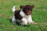 Coffee And Cream , a female Miniature Bernedoodle for sale in Grand Rapids, MI – 2 of 5