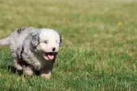 Potato Chips, a male Aussiedoodle and Bernedoodle for sale in Grand Rapids, MI – 3 of 5