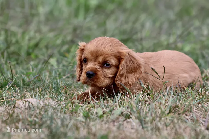 Pemberley AKC – Cavalier King Charles Spaniel puppy for sale in Grand Rapids, MI