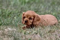 Pemberley AKC, a male Cavalier King Charles Spaniel for sale in Grand Rapids, MI – 1 of 5