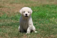Ice Princess, a female Golden Retriever for sale in Grand Rapids, MI – 5 of 6