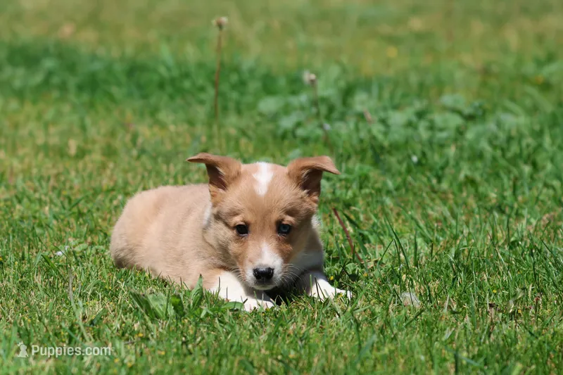 Jersey – Pembroke Welsh Corgi puppy for sale in Grand Rapids, MI