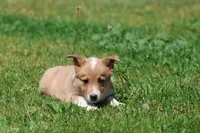 Jersey, a male Pembroke Welsh Corgi for sale in Grand Rapids, MI – 1 of 4