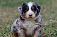 Jedi, a male Australian Shepherd and Bernese Mountain Dog for sale in Grand Rapids, MI – 4 of 6