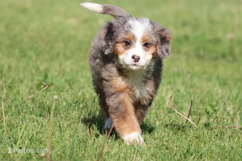 Lollipop – Bernedoodle, Miniature Bernedoodle puppy for sale in Grand Rapids, MI