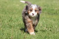 Lollipop, a female Bernedoodle and Miniature Bernedoodle for sale in Grand Rapids, MI – 1 of 4