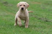 Golden Touch AKC , a female Labrador Retriever for sale in Grand Rapids, MI – 2 of 5