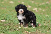 Candy , a female Miniature Bernedoodle for sale in Grand Rapids, MI – 5 of 5