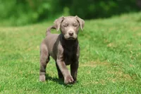 Tank , a male Labrador Retriever for sale in Grand Rapids, MI – 5 of 6