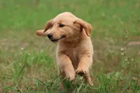 Dandelion , a female Golden Retriever for sale in Grand Rapids, MI – 3 of 3