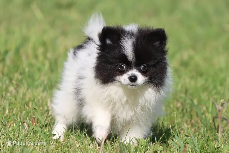 Cookies n cream – Pomeranian puppy for sale in Grand Rapids, MI