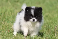 Cookies n cream, a female Pomeranian for sale in Grand Rapids, MI – 1 of 5