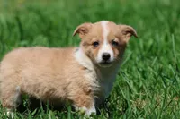 Bambi , a female Pembroke Welsh Corgi for sale in Grand Rapids, MI – 4 of 4