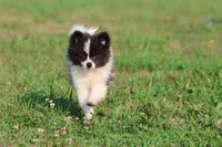 Feather AKC , a female Pomeranian for sale in Grand Rapids, MI – 4 of 5