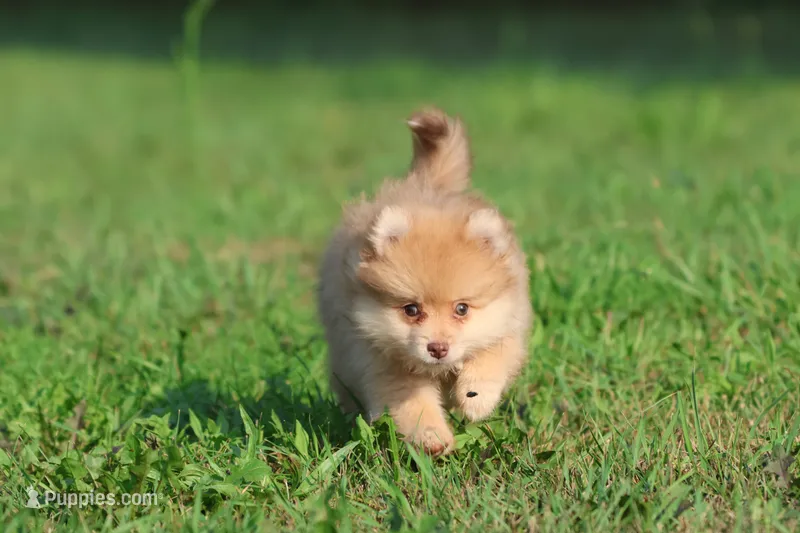 Sir Fox AKC – Pomeranian puppy for sale in Grand Rapids, MI