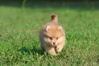 Sir Fox AKC, a male Pomeranian for sale in Grand Rapids, MI – 1 of 6