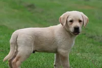 Fetch AKC , a male Labrador Retriever for sale in Grand Rapids, MI – 4 of 5
