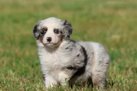 Skylar, a male Aussiedoodle and Bernedoodle for sale in Grand Rapids, MI – 2 of 5