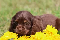 Willy Wonka, a male Cocker Spaniel and Cavalier King Charles Spaniel for sale in Grand Rapids, MI – 2 of 4