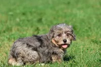 Slushy , a male Miniature Bernedoodle for sale in Grand Rapids, MI – 5 of 5