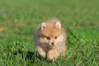 Sir Fox AKC, a male Pomeranian for sale in Grand Rapids, MI – 3 of 6