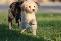 Vanilla, a male Miniature Aussiedoodle and Miniature Goldendoodle for sale in Grand Rapids, MI – 4 of 5