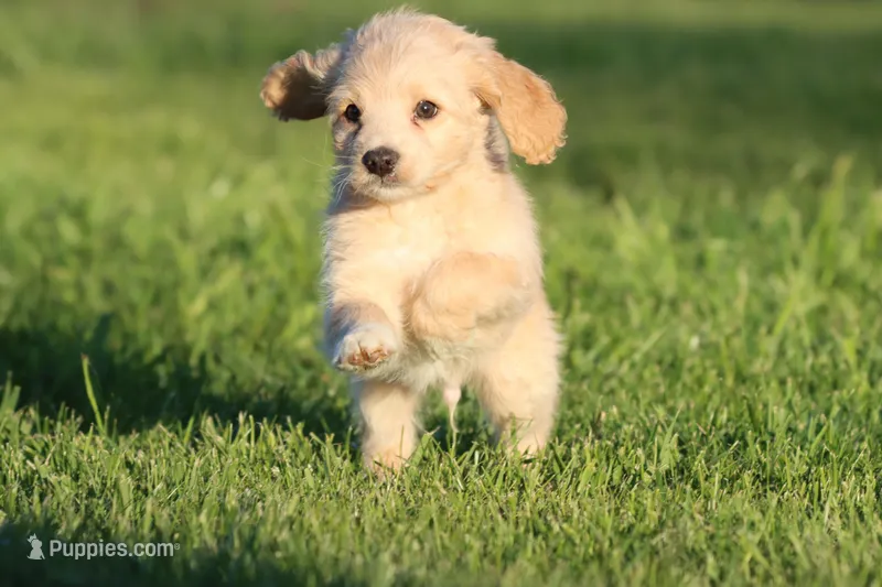 Vanilla – Miniature Aussiedoodle, Miniature Goldendoodle puppy for sale in Grand Rapids, MI