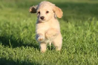 Vanilla, a male Miniature Aussiedoodle and Miniature Goldendoodle for sale in Grand Rapids, MI – 1 of 5