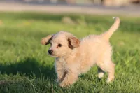 Vanilla, a male Miniature Aussiedoodle and Miniature Goldendoodle for sale in Grand Rapids, MI – 3 of 5