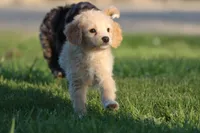 Vanilla, a male Miniature Aussiedoodle and Miniature Goldendoodle for sale in Grand Rapids, MI – 2 of 5