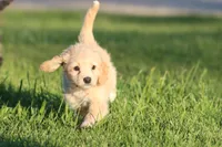 Vanilla, a male Miniature Aussiedoodle and Miniature Goldendoodle for sale in Grand Rapids, MI – 5 of 5
