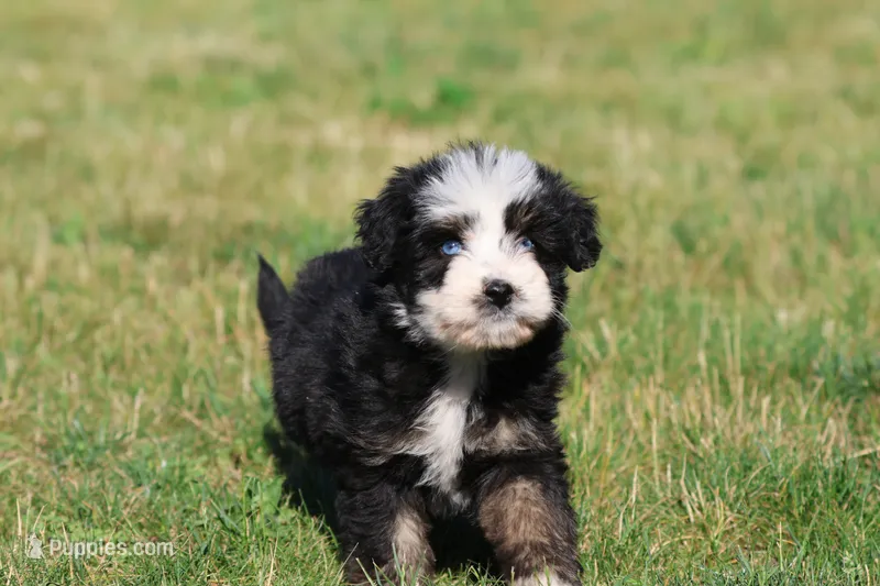 Betty Davis  – Aussiedoodle, Bernedoodle puppy for sale in Grand Rapids, MI