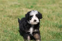 Betty Davis , a female Aussiedoodle and Bernedoodle for sale in Grand Rapids, MI – 1 of 6