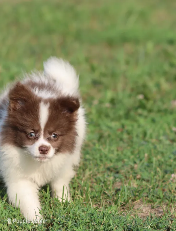Milly – Pomeranian puppy for sale in Grand Rapids, MI