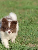Milly, a female Pomeranian for sale in Grand Rapids, MI – 1 of 7