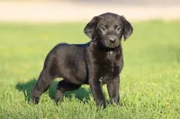 Panther AKC, a female Labrador Retriever for sale in Grand Rapids, MI – Photo 1 of 3