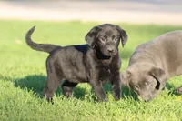 Panther AKC, a female Labrador Retriever for sale in Grand Rapids, MI – Photo 2 of 3