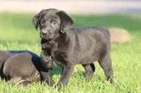 Panther AKC, a female Labrador Retriever for sale in Grand Rapids, MI – Photo 3 of 3