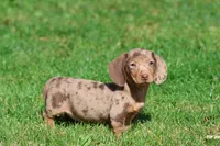 Milky Way Girl, a female Miniature Dachshund for sale in Grand Rapids, MI – 6 of 6