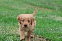 Reese AKC , a male Golden Retriever for sale in Grand Rapids, MI – 2 of 5