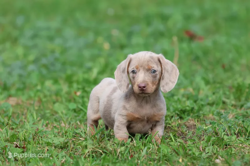 Marbles – Miniature Dachshund puppy for sale in Grand Rapids, MI