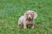 Marbles, a female Miniature Dachshund for sale in Grand Rapids, MI – 1 of 7