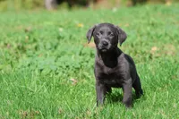 Silver Dollar AKC , a female Labrador Retriever for sale in Grand Rapids, MI – 3 of 7