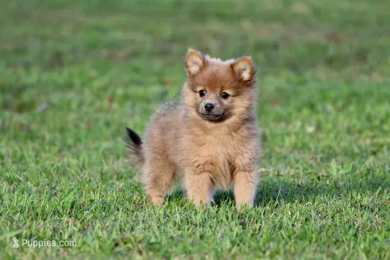 Cinnamon – Pomeranian puppy for sale in Grand Rapids, MI