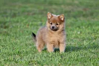 Cinnamon, a female Pomeranian for sale in Grand Rapids, MI – 1 of 6