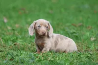 Marbles, a female Miniature Dachshund for sale in Grand Rapids, MI – 5 of 7