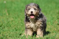 Cotton Candy, a female Miniature Bernedoodle for sale in Grand Rapids, MI – 3 of 5