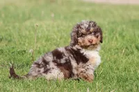 Chocolate Chips, a male Miniature Bernedoodle for sale in Grand Rapids, MI – 2 of 6