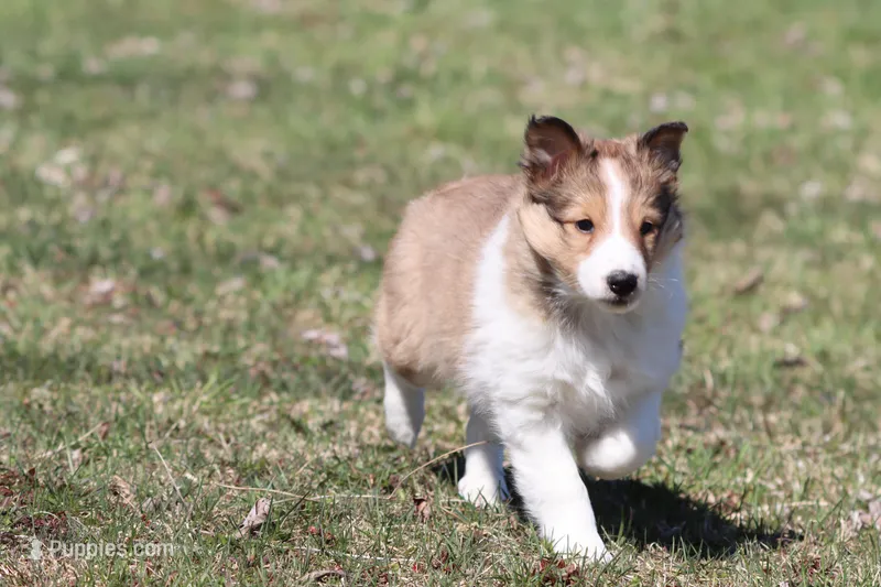Willow  – Shetland Sheepdog puppy for sale in Grand Rapids, MI
