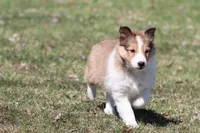 Willow , a female Shetland Sheepdog for sale in Grand Rapids, MI – Photo 1 of 5